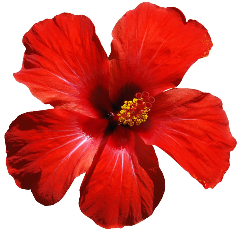 Hibiscus Flower Hawaii PNG