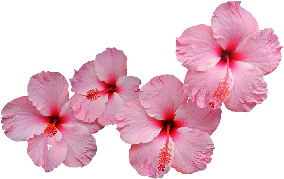 Hibiscus Flower Hibiscus PNG