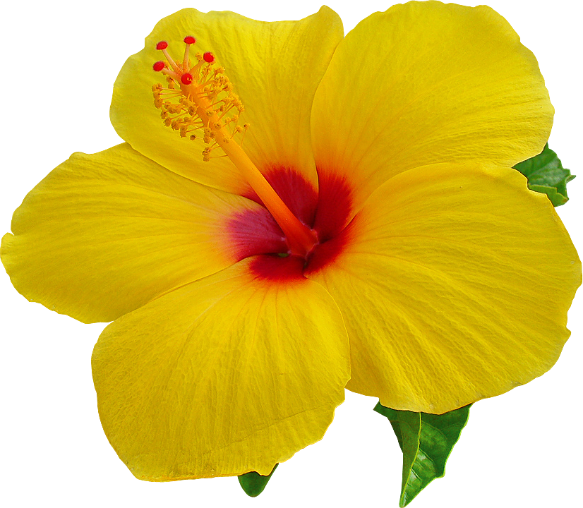 Hibiscus Flower Isolated PNG