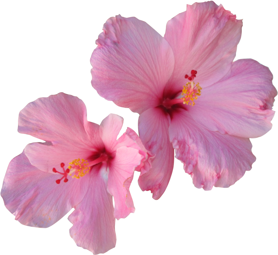 Hibiscus Flower Leaf PNG