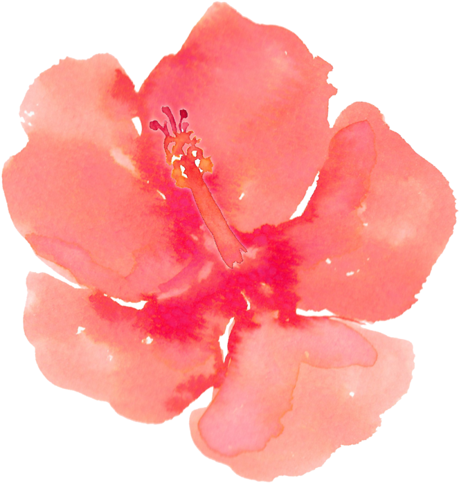 Hibiscus Flower Outline PNG