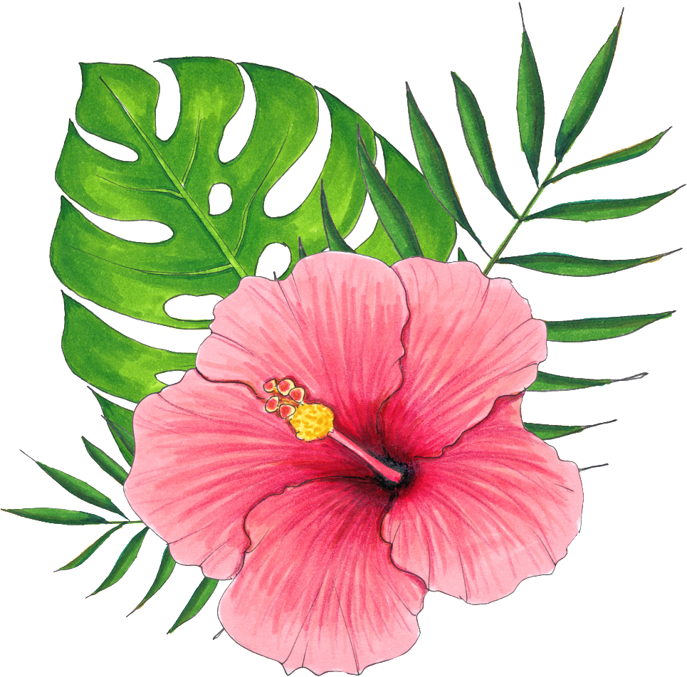 Hibiscus Flower Plant PNG
