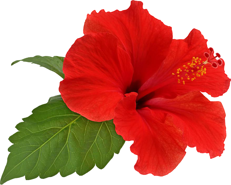 Hibiscus Flower Sketch PNG