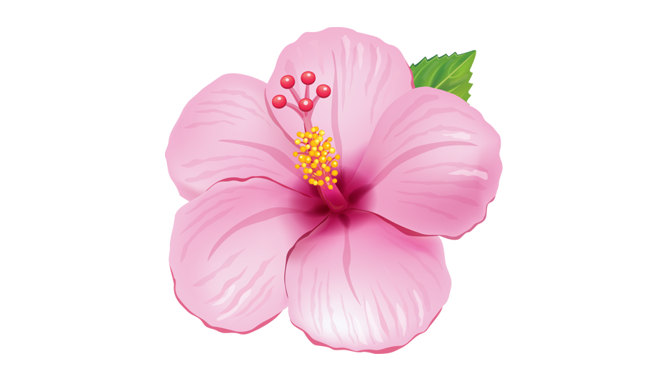 Hibiscus Pattern PNG