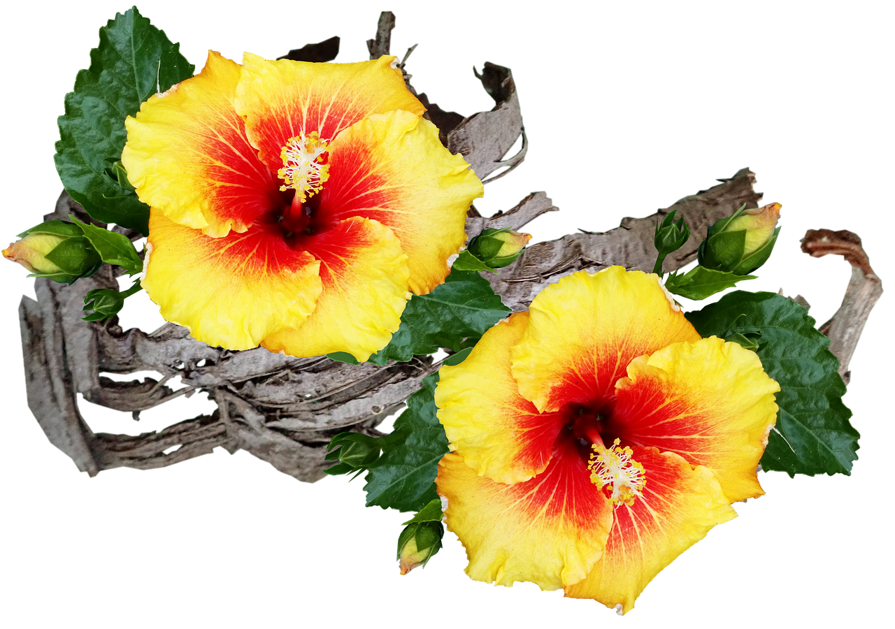 Hibiscus Printed PNG