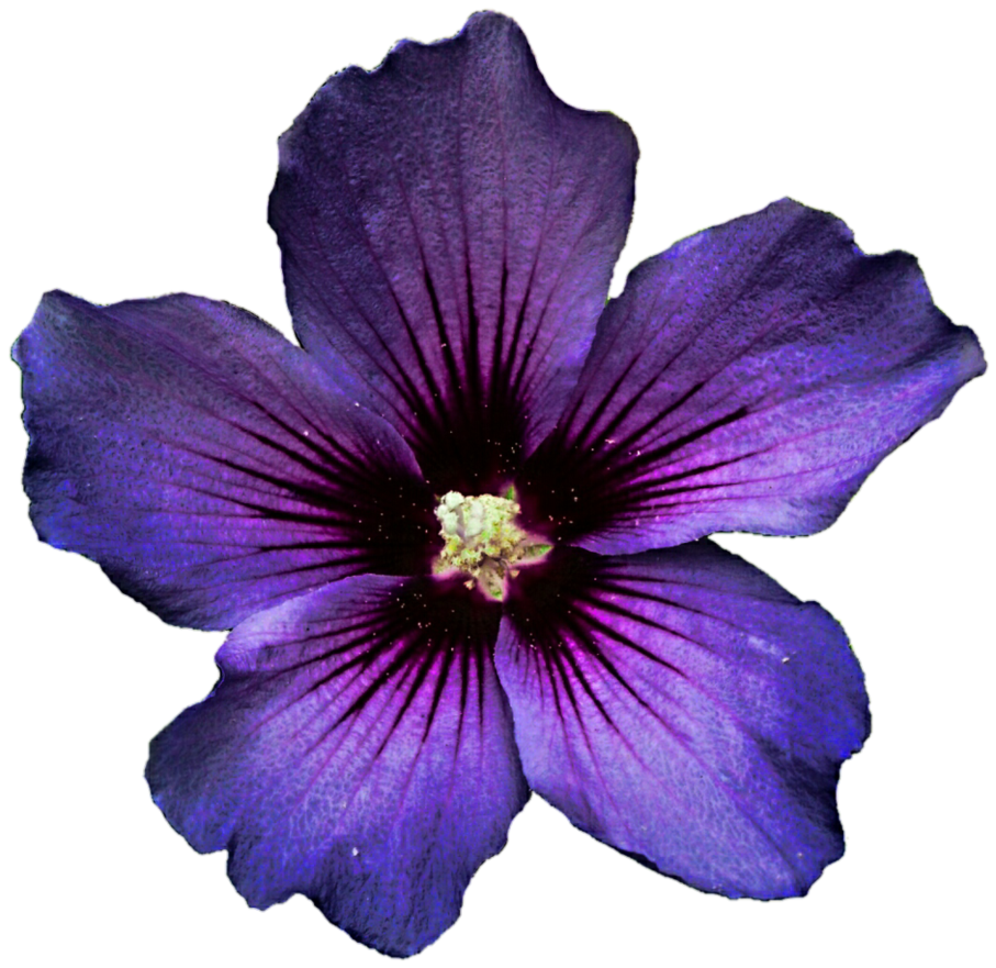 Hibiscus Producer PNG