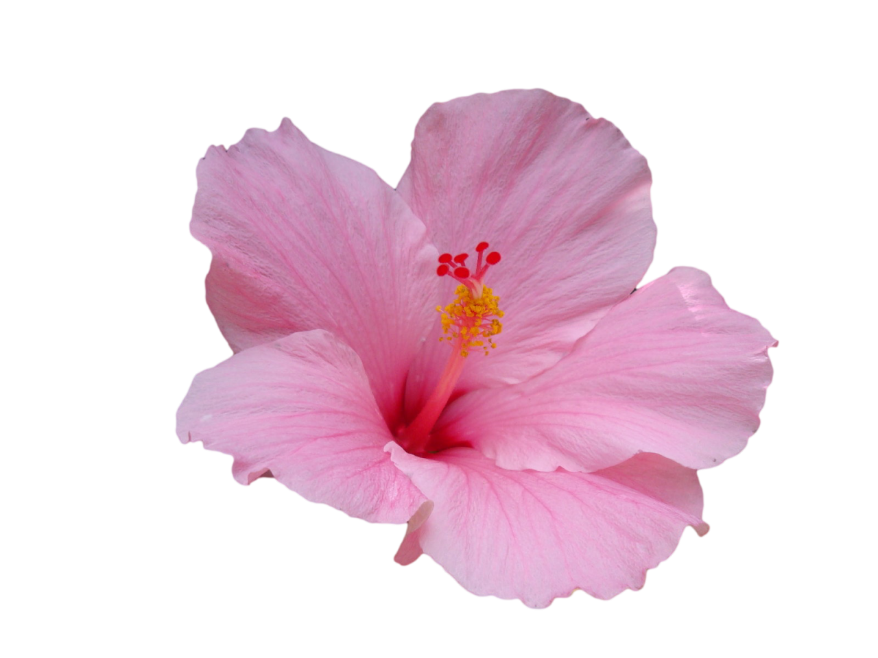 Hibiscus Sign PNG