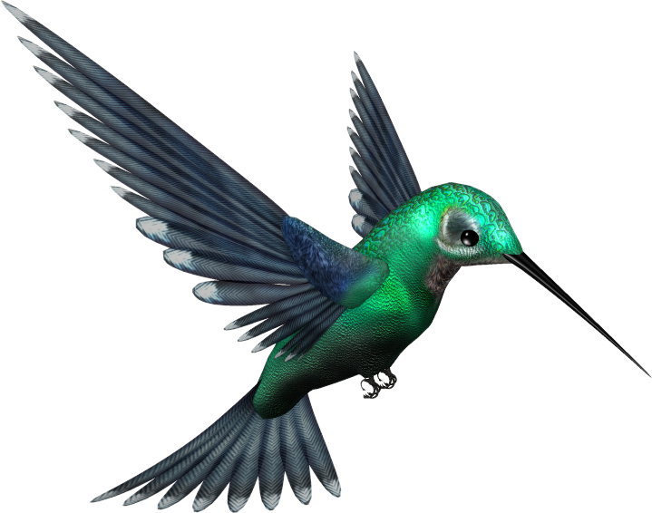 Gambar hummingbird Gratis PNG Gambar
