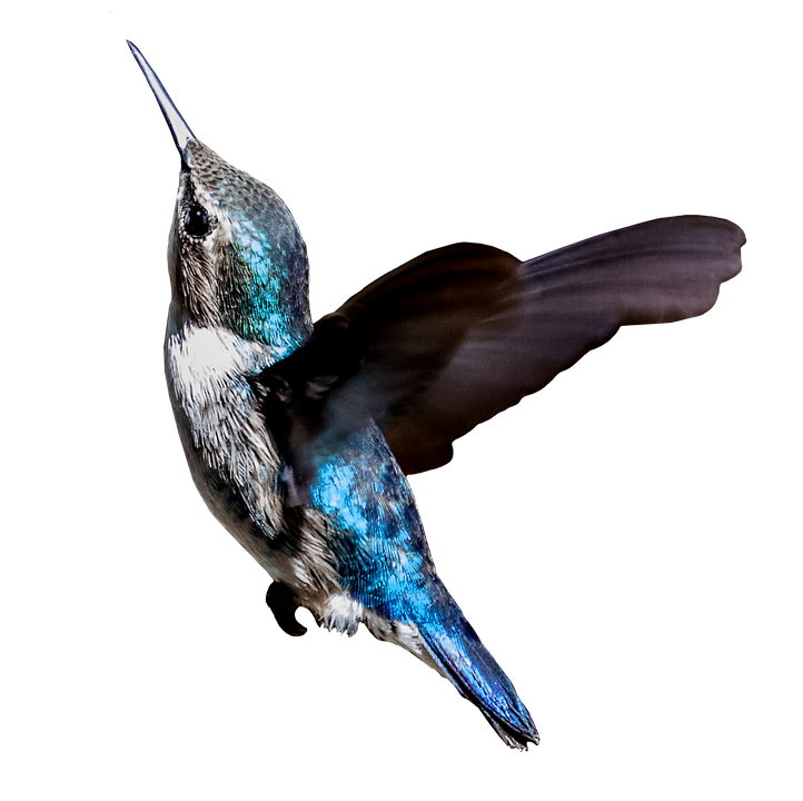 Hummingbird PNG descargar imagen