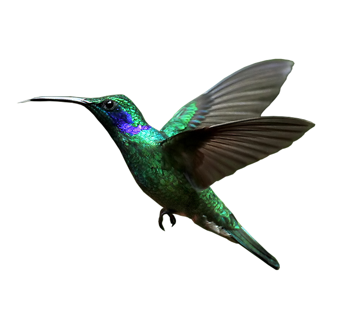 Hummingbird PNG unduh Gratis