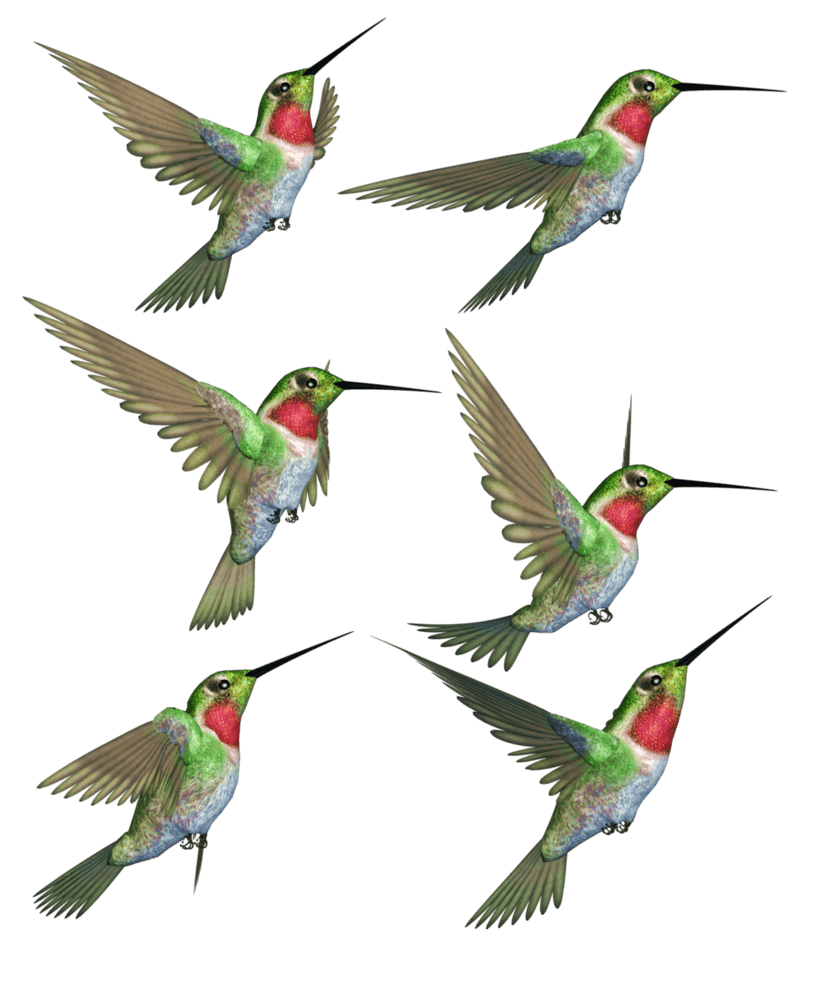 Gambar hummingbird PNG hq