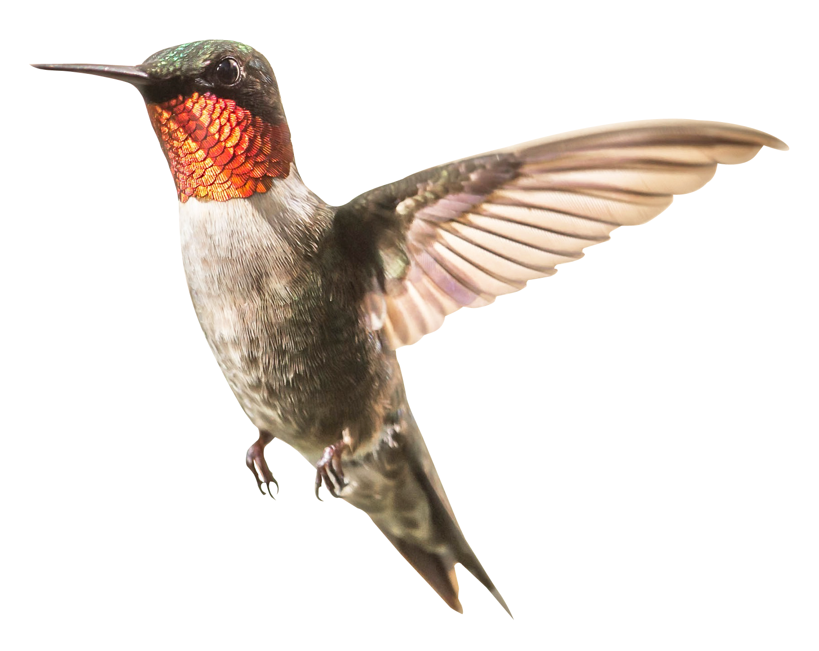 Hummingbird PNG Image HQ