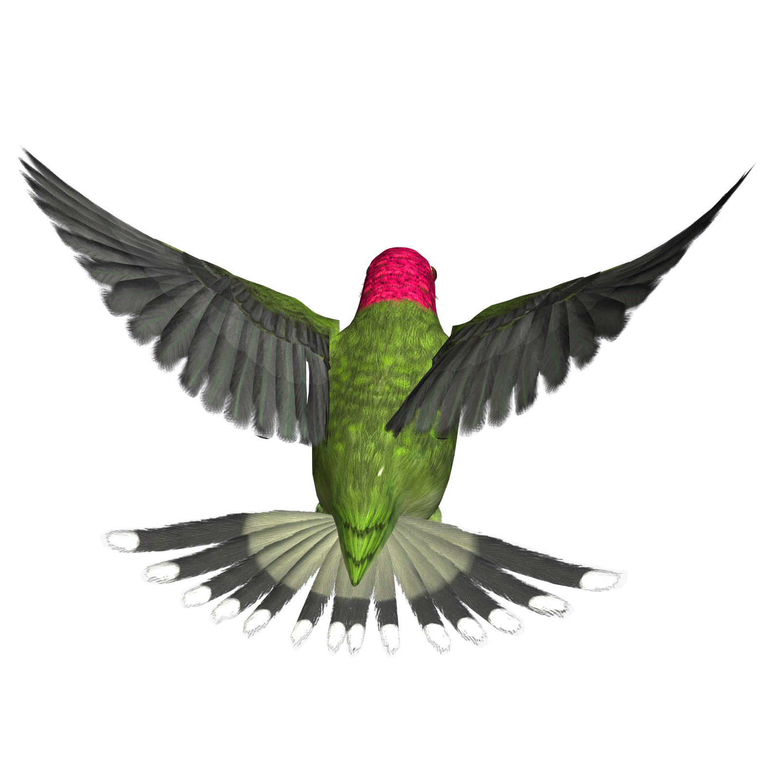Chummingbird PNG Pic