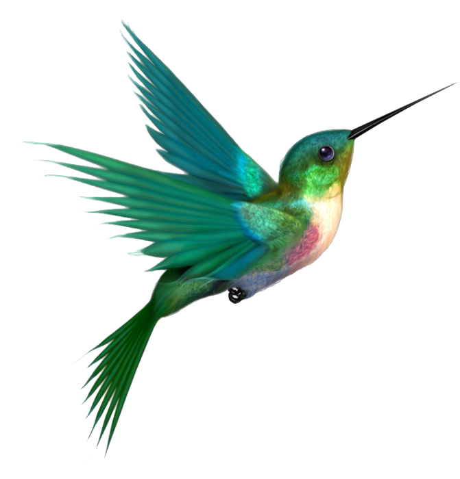 Imagen PNG de colibrí