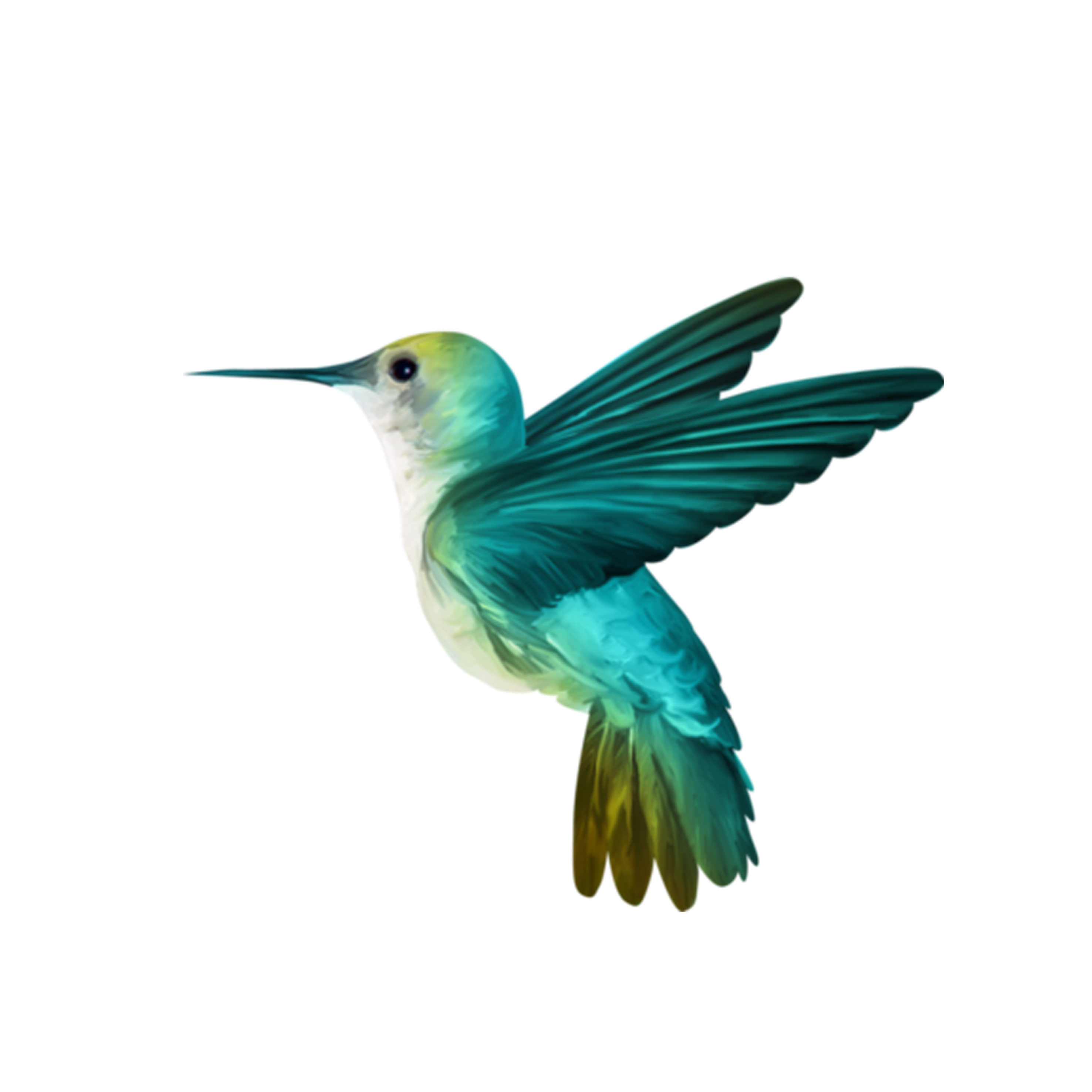 He Hummingbird transparente