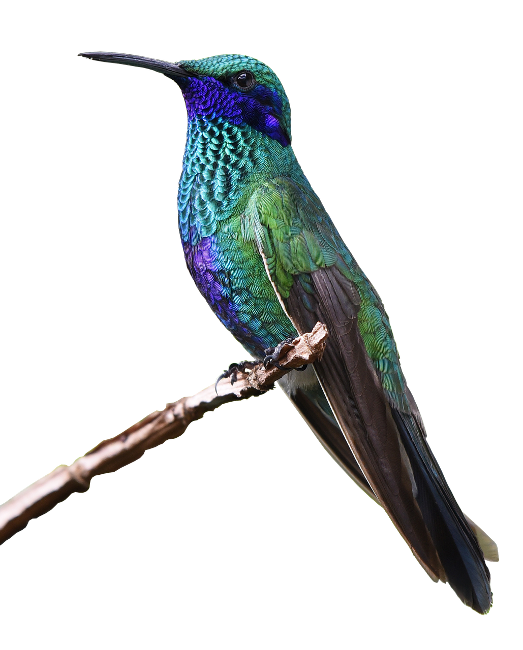 Kolibri transparentes Bild
