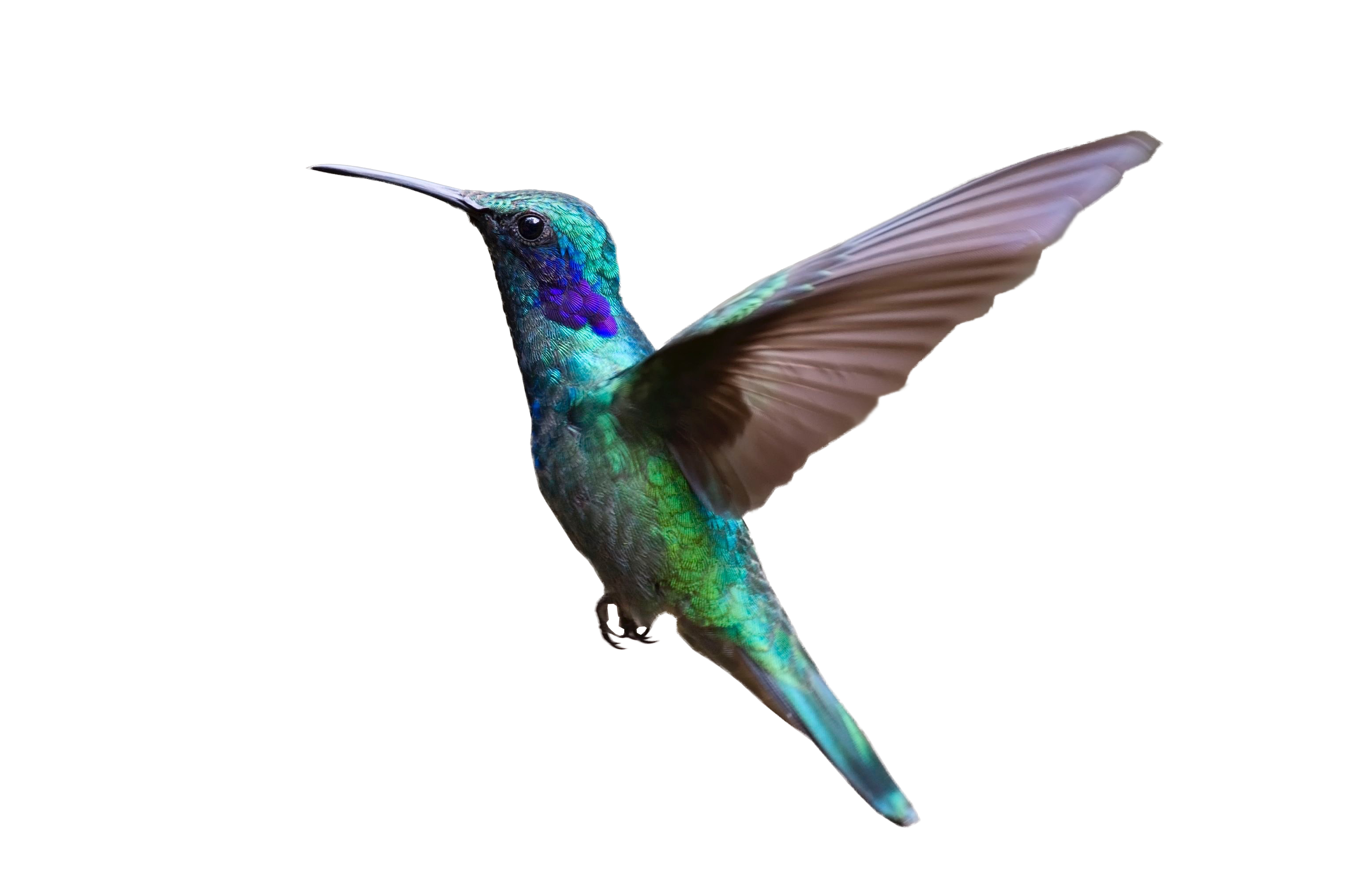 Kolibri-transparente Bilder