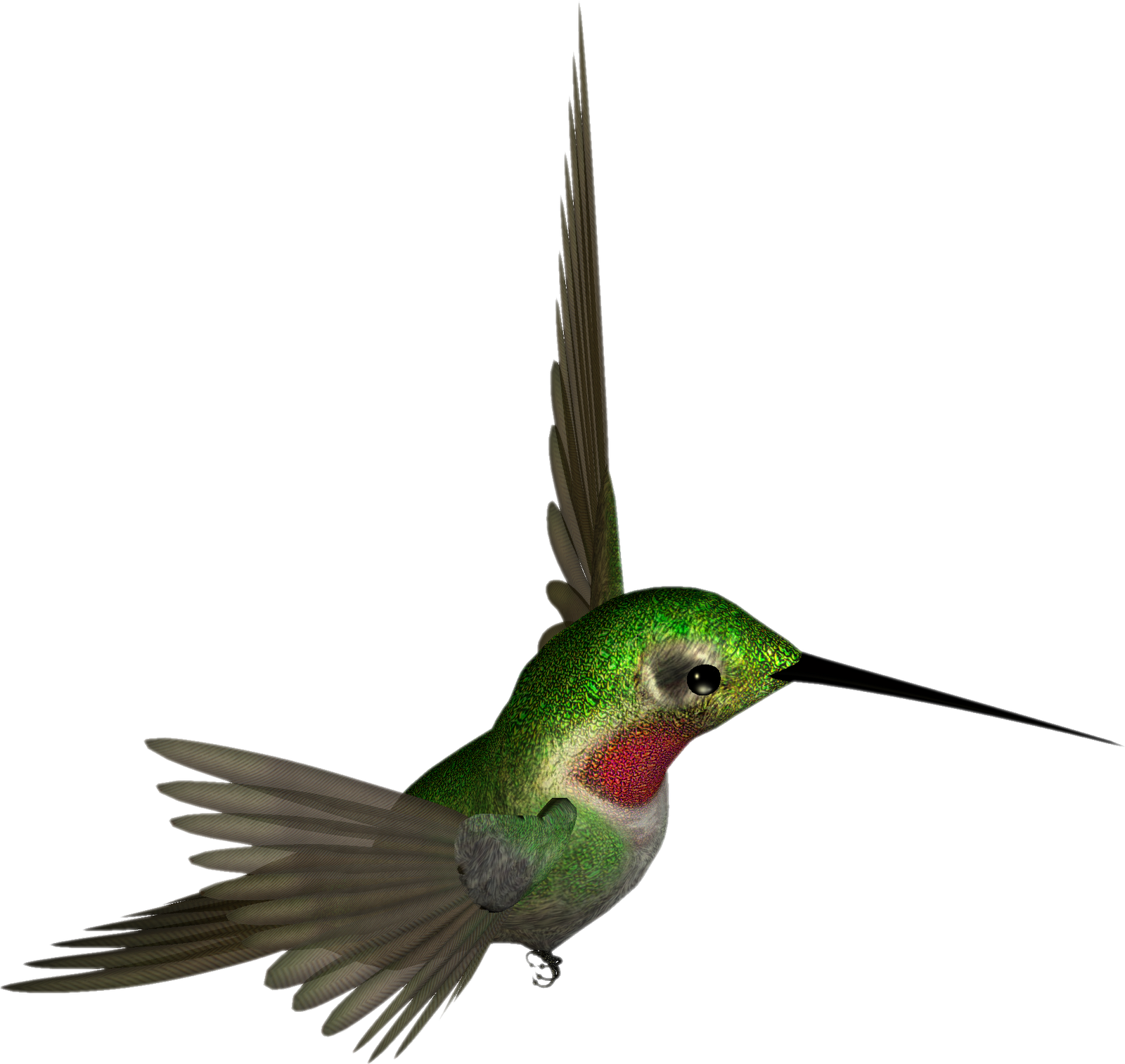 Hummingbird transparente