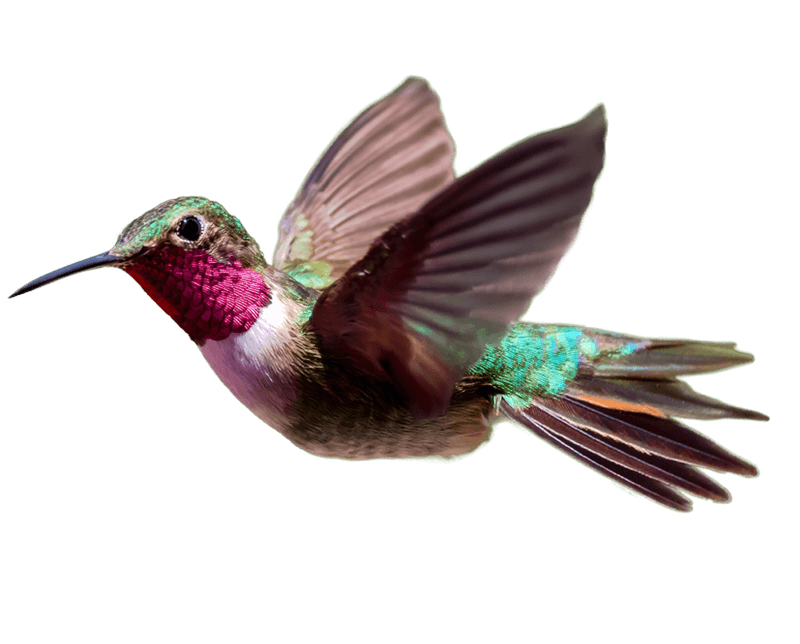 Hummingbird вектор PNG HQ Pic