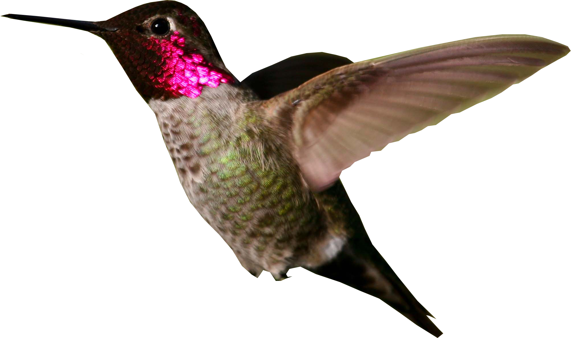 Foto di PNG vettoriale di colibrì
