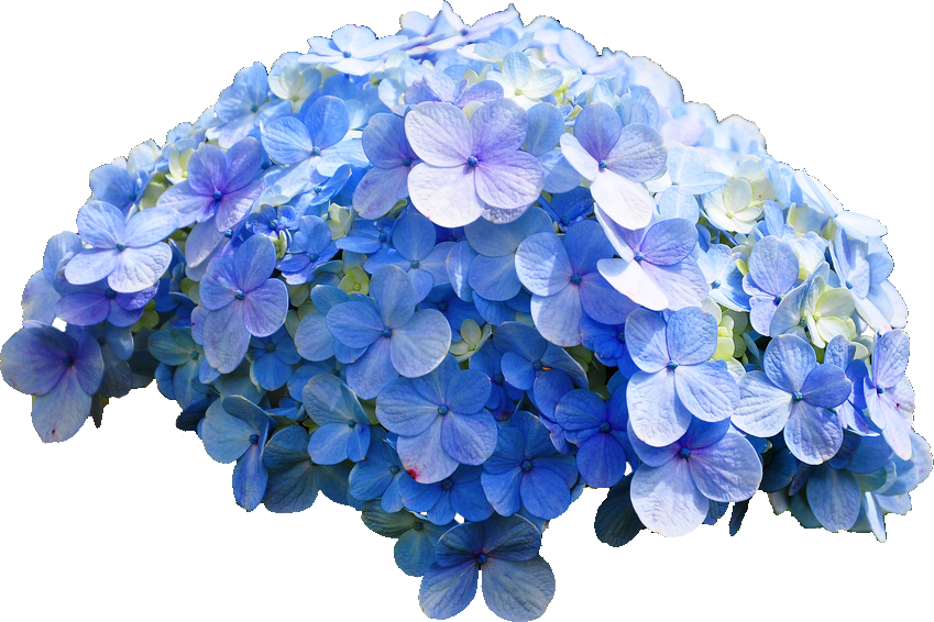 Hydrangea Blue Hydrangea PNG