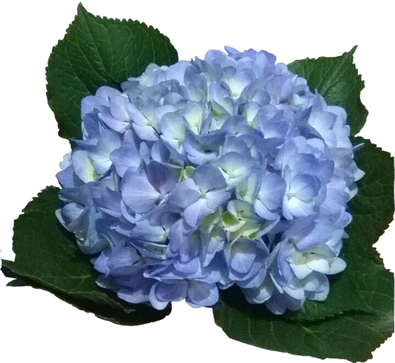 Hydrangea Blue PNG