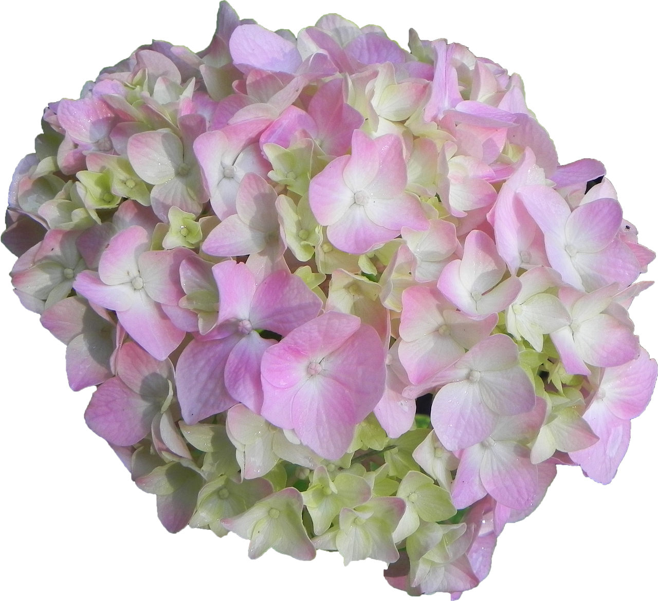 Hydrangea Flora PNG
