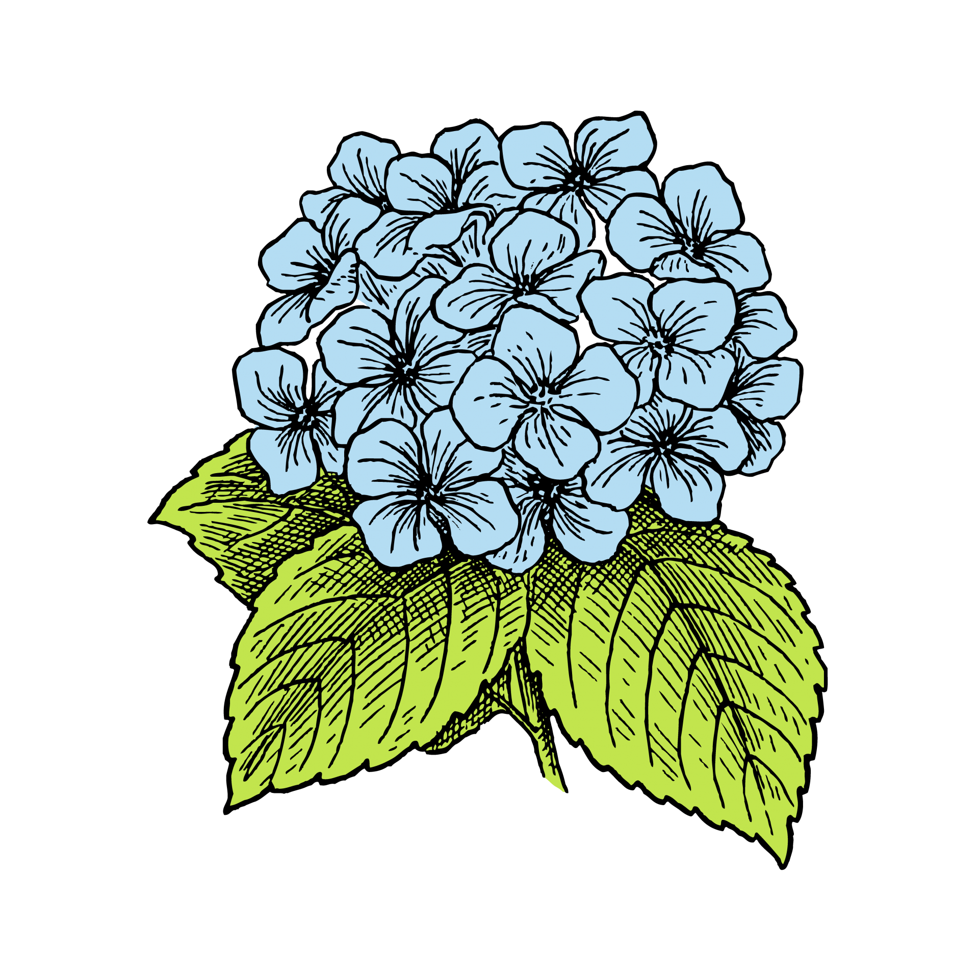 Hydrangea Flower Branch PNG