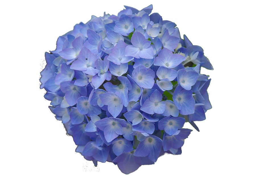 Hydrangea Flower PNG