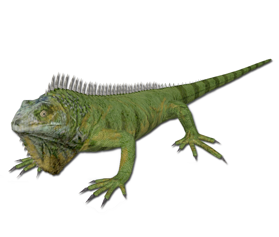 Iguana Free PNG Image
