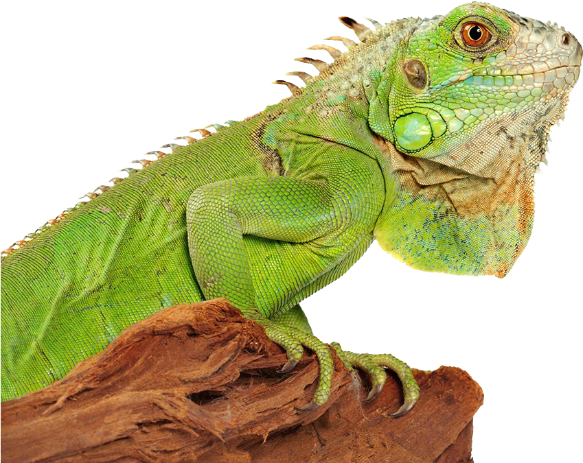 Iguana PNG картина