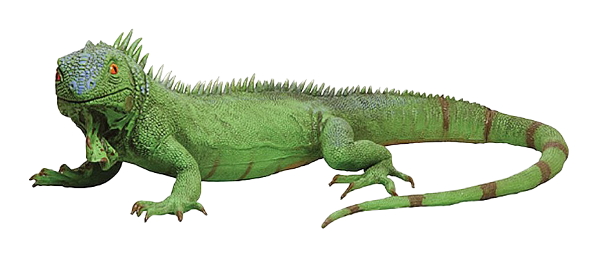 Iguana Transparent Image