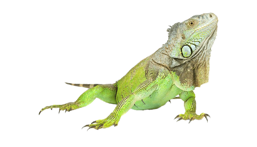 Iguana Transparent Images