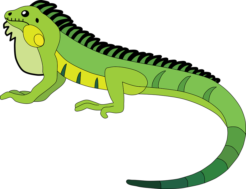 Iguana Vector PNG HQ Picture