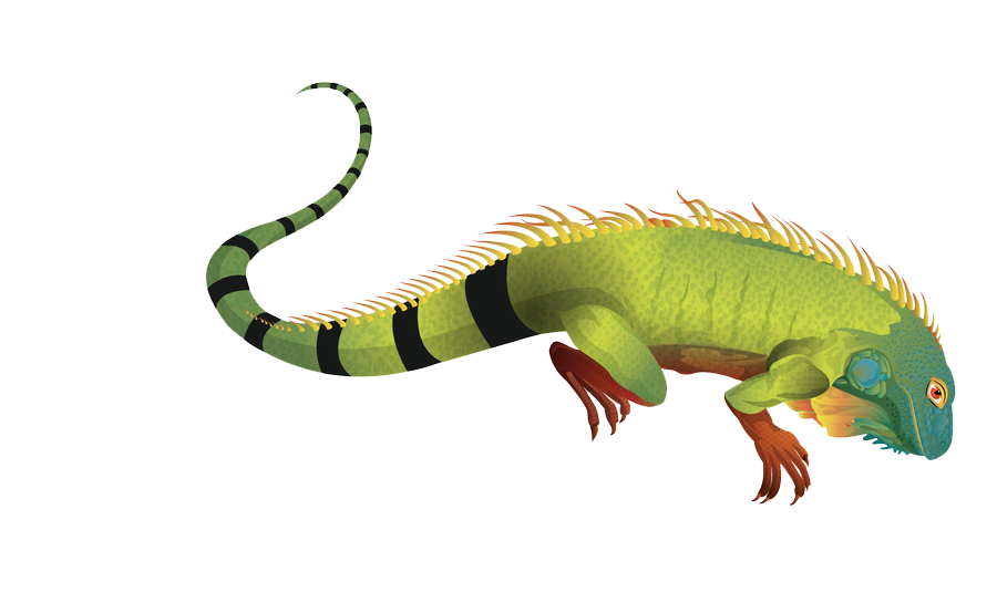 Iguana Vector PNG Image