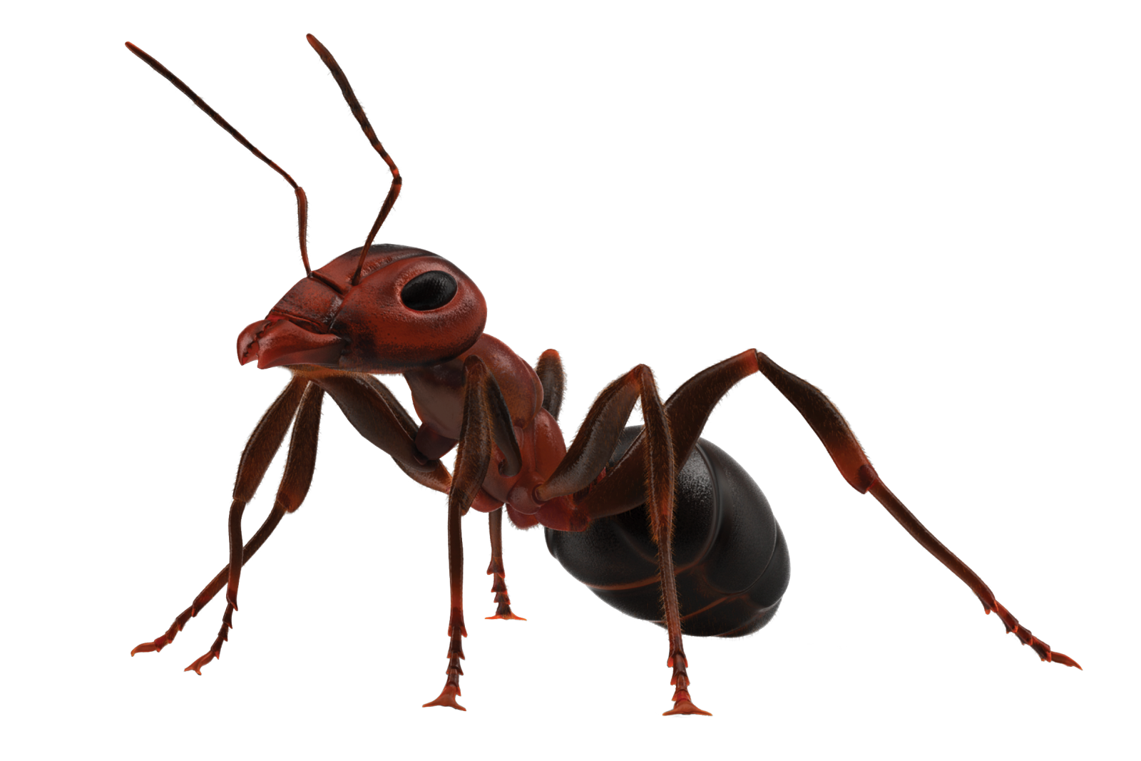 Insect Ant PNG
