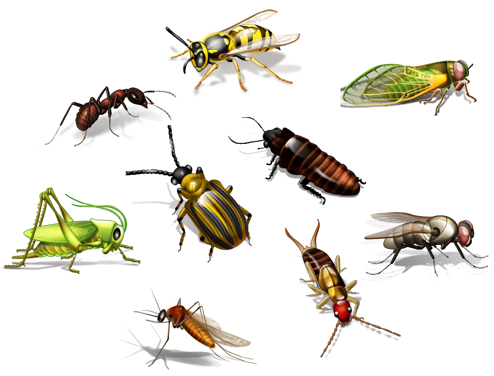 Insect Color PNG