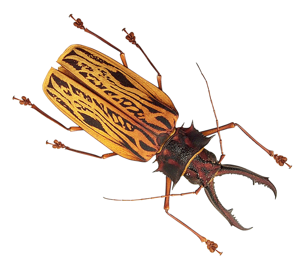 Insect Creatures PNG