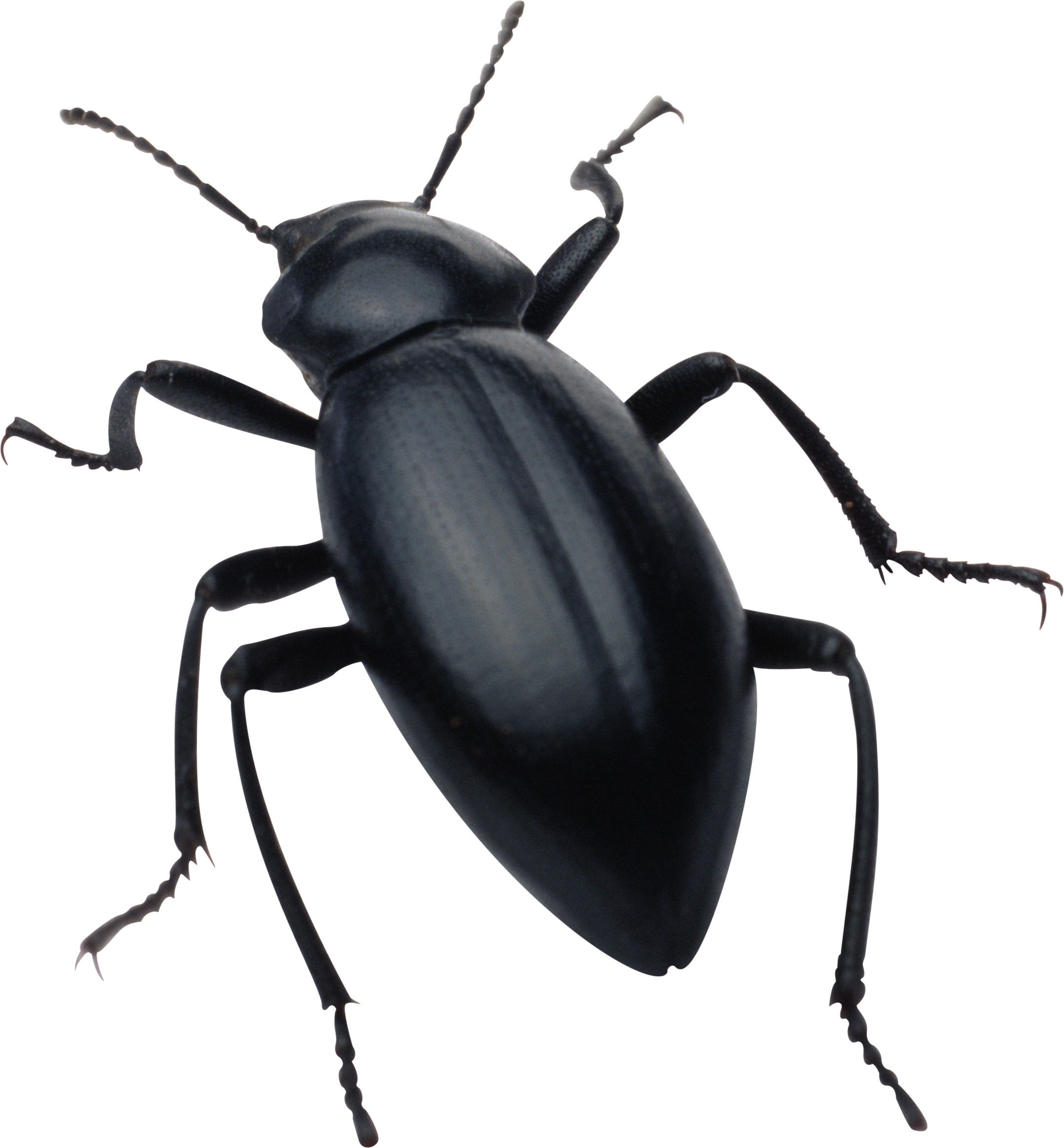 Insect Flea PNG
