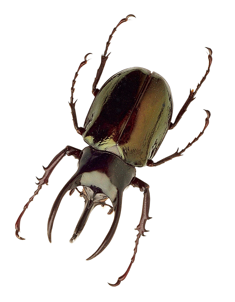 Insect Fly PNG