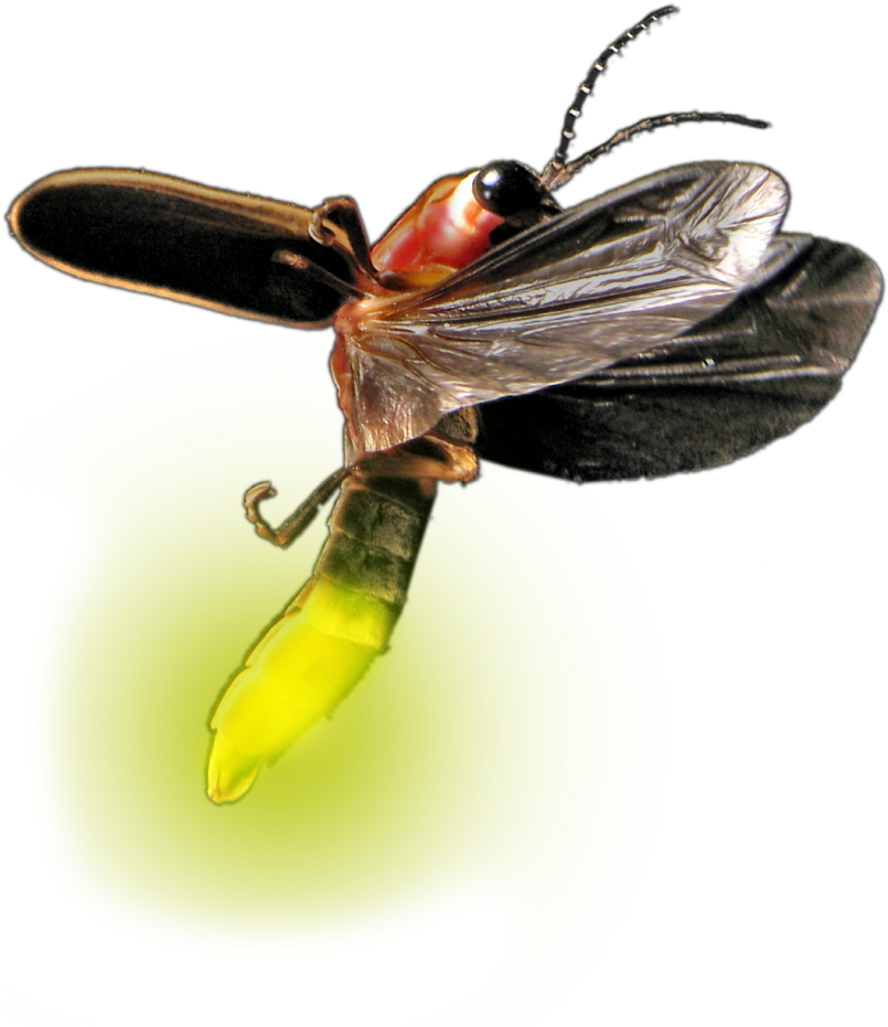 Insect Illustration PNG