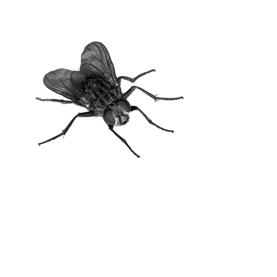 Insect Isolated PNG