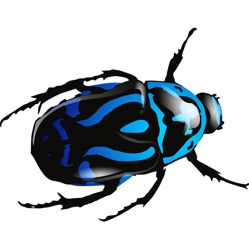 Insect Ladybird PNG