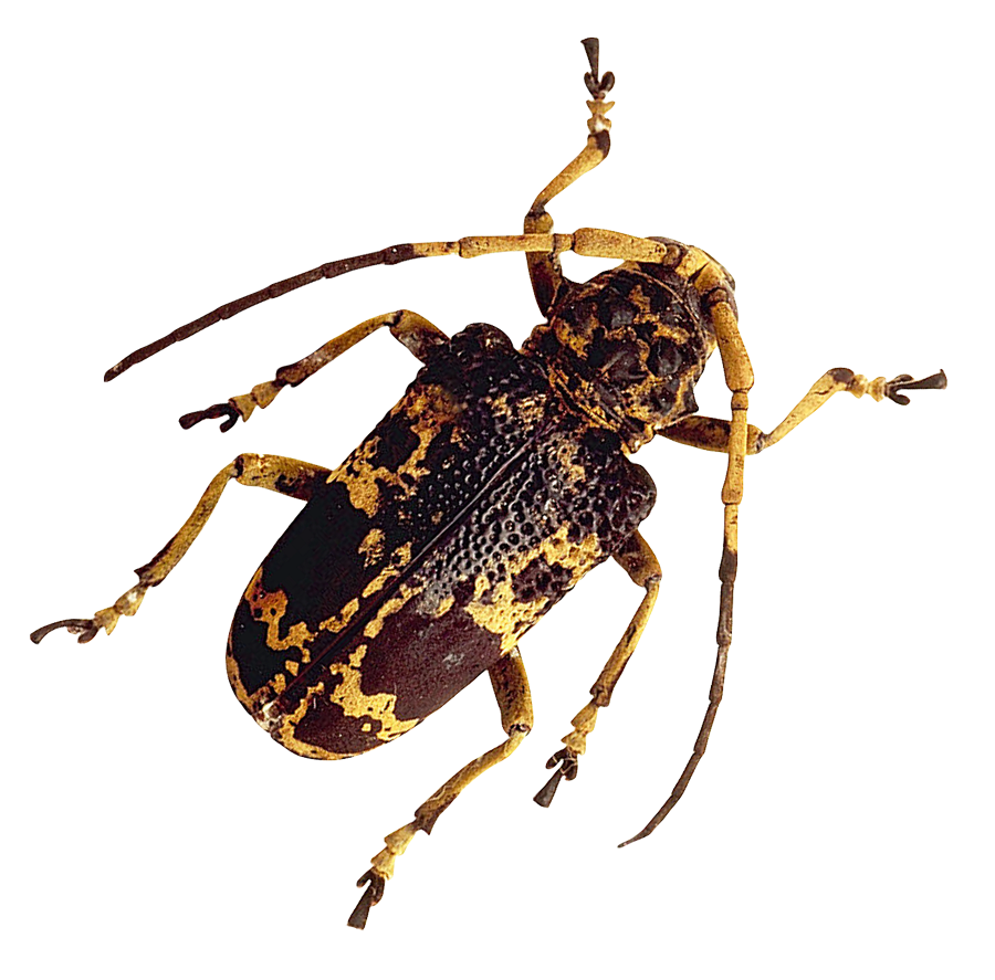 Insect Ladybug PNG