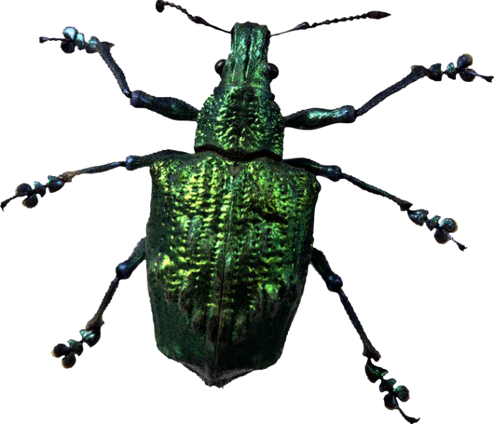 Insect Wasp PNG