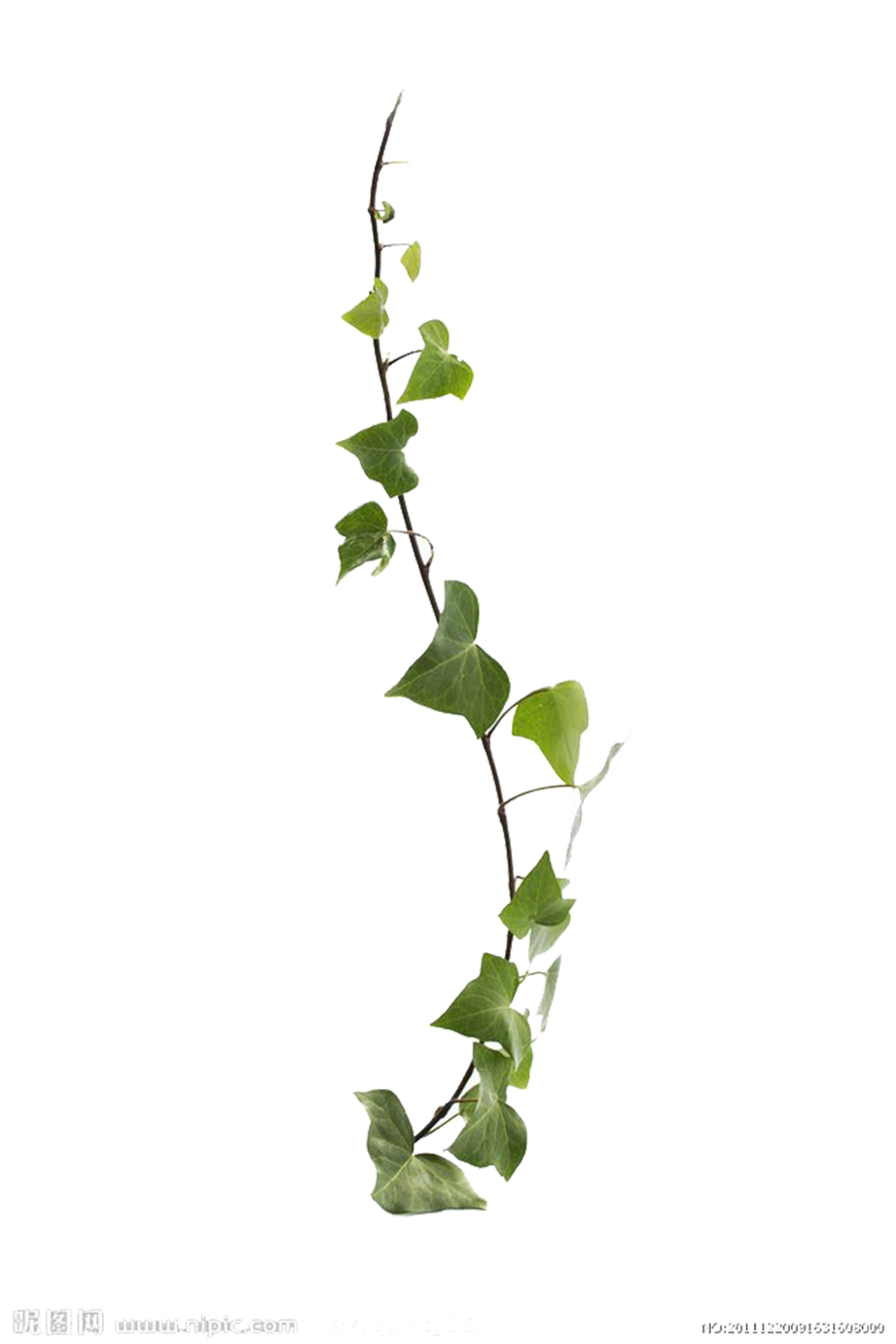 Gambar PNG cabang ivy