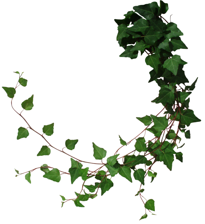 Ivy Branch PNG Picture