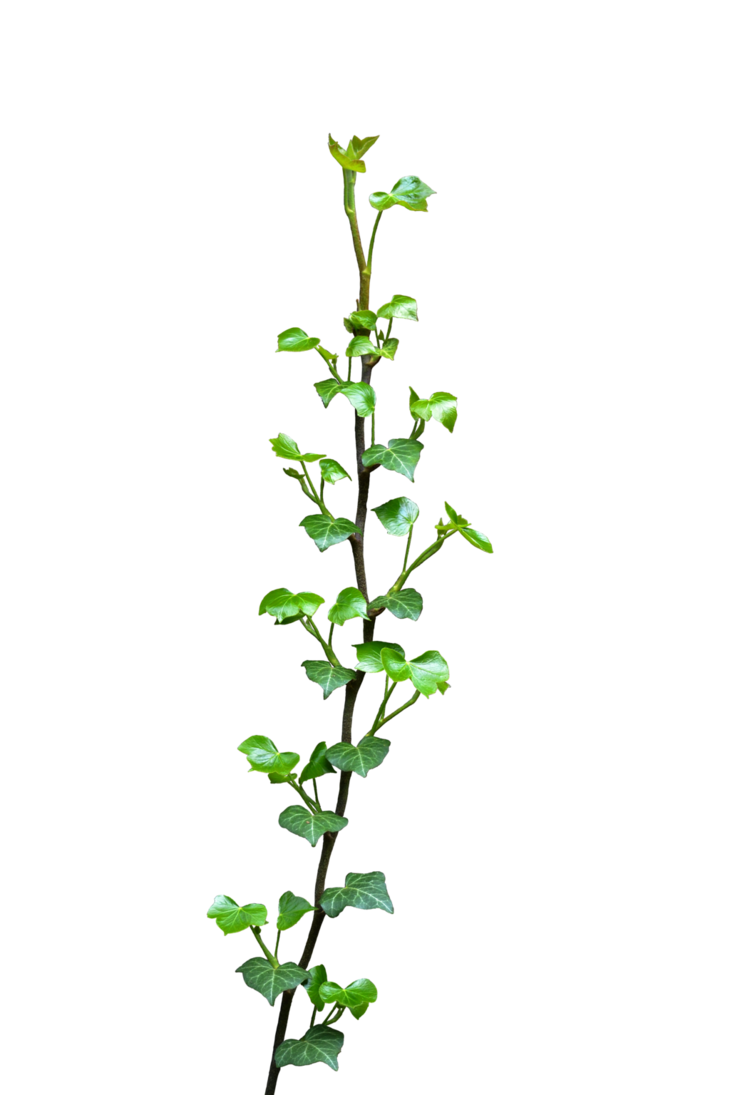 Ivy GRATUIt PNG image