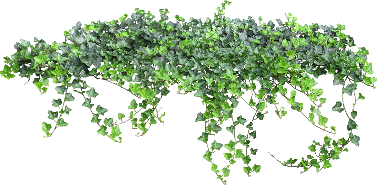 Ivy daun PNG hq Pic