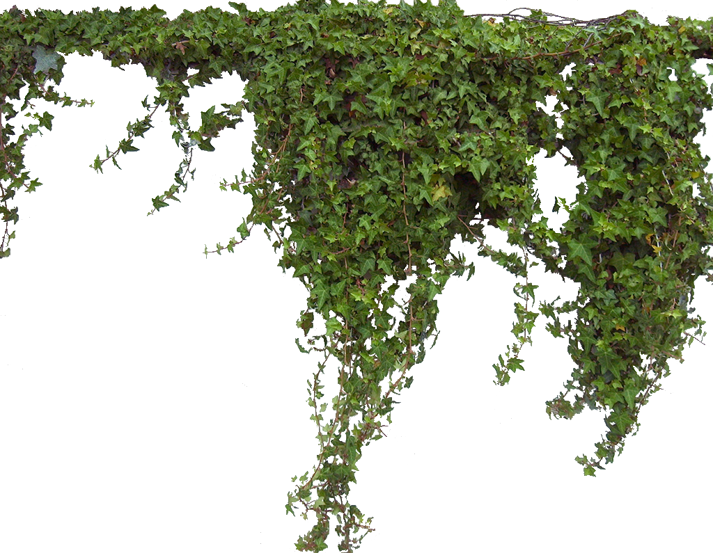 Ivy Leaf PNG-Afbeelding